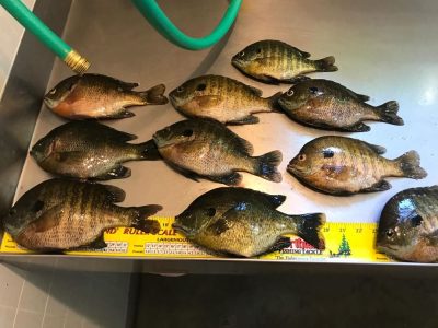 CherylnTeds_sunfish