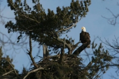 Eagle_4