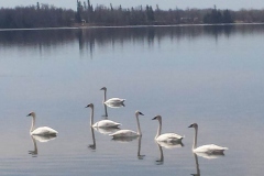 Trumpeter_swans2