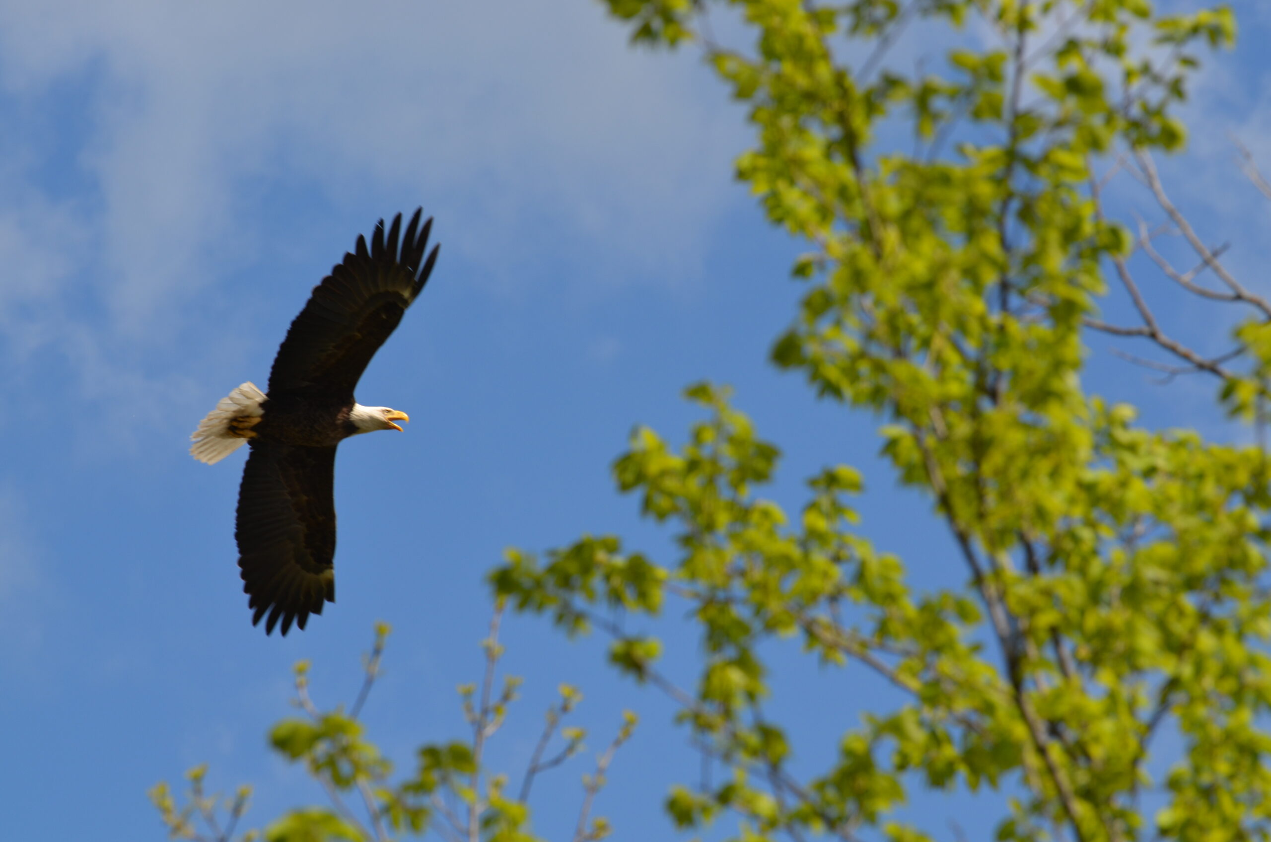 Eagle flying