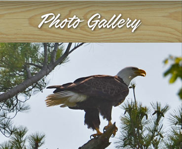 bird watching in Bemidji